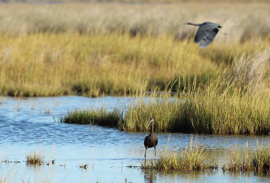 Ibis noir dans le marais de Smith Island