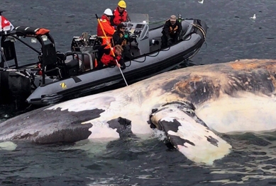 De nouvelles mesures de protection pour les baleines noires