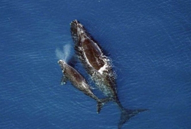 Les baleines noires de l’atlantique nord en déclin