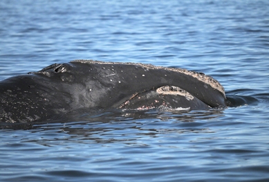 Les baleines noires au bord de l’extinction