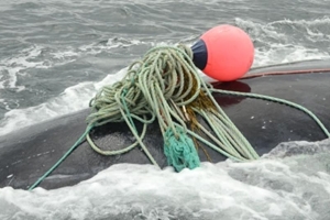 Baleines et pêche au crabe, des mesure à envisager