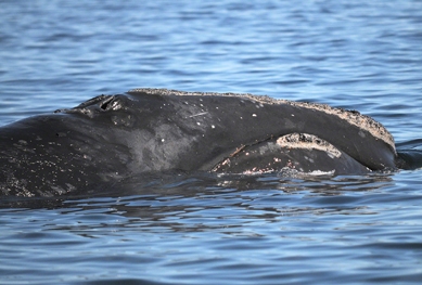 Il ne resterait que 411 baleines noires de l’Atlantique Nord