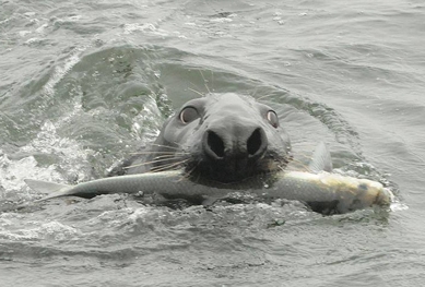 Une chasse au phoque gris « catastrophique » pour les chasseurs 