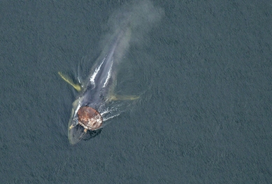 De graves lacunes dans le sauvetage des baleines au Québec